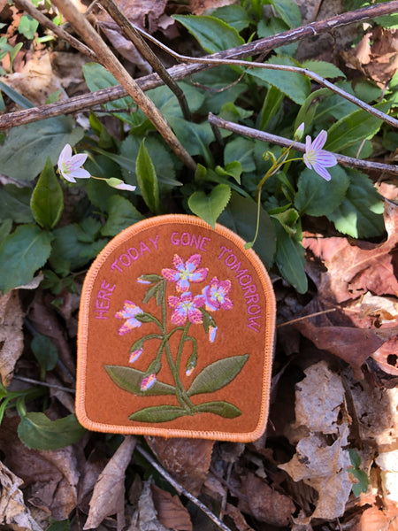 Spring Beauty | Indigenous Plant Patch