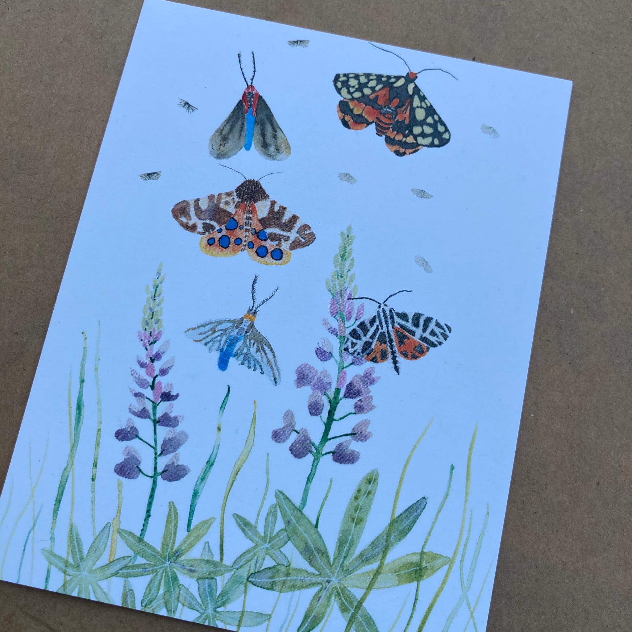 Day Moths Study Single Card