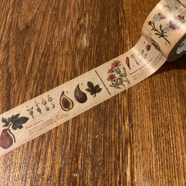 Cream colored tape with detailed encyclopedic drawings of plants and all their parts.