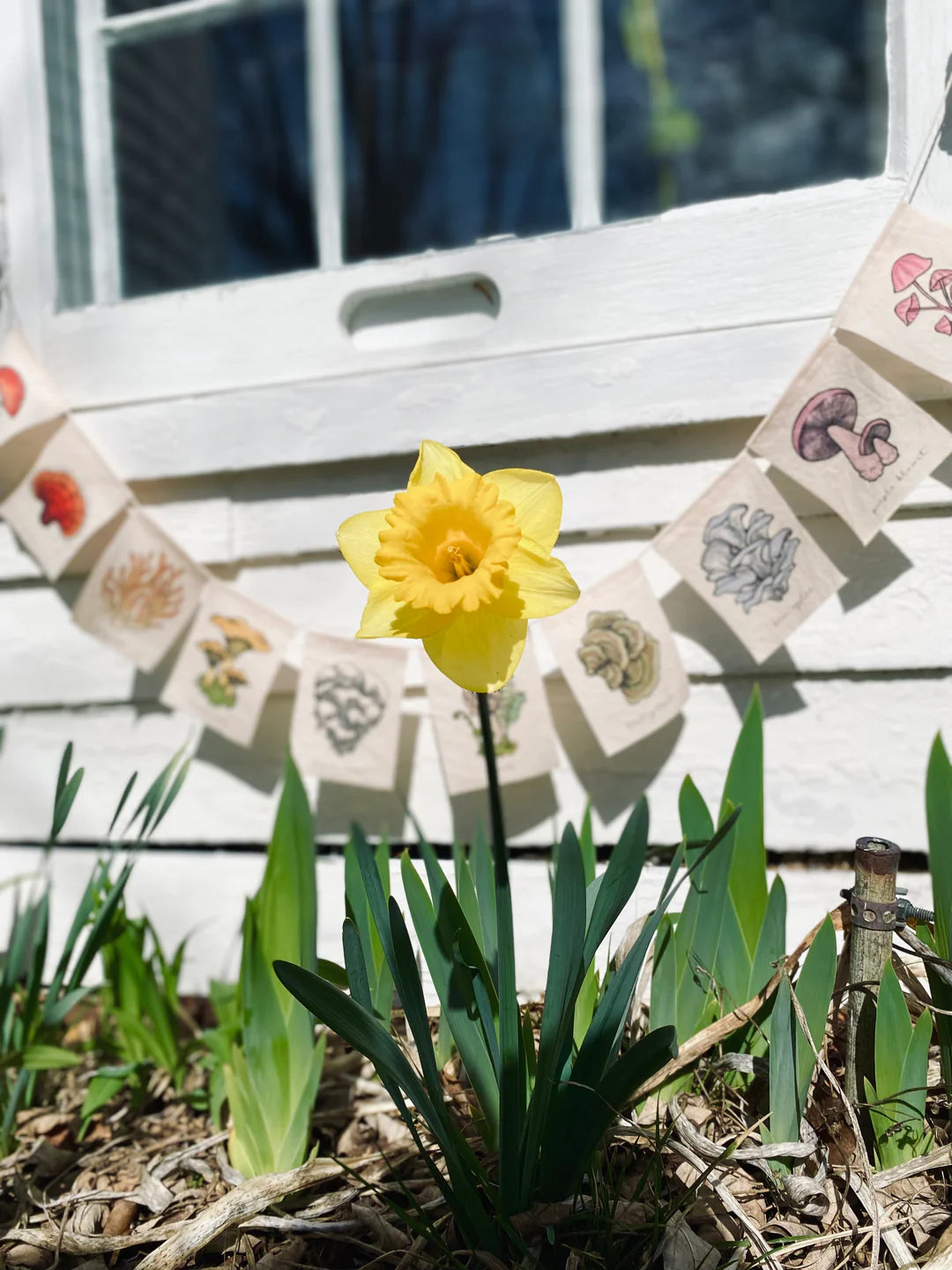 Rainbow Mushroom Prayer Flags